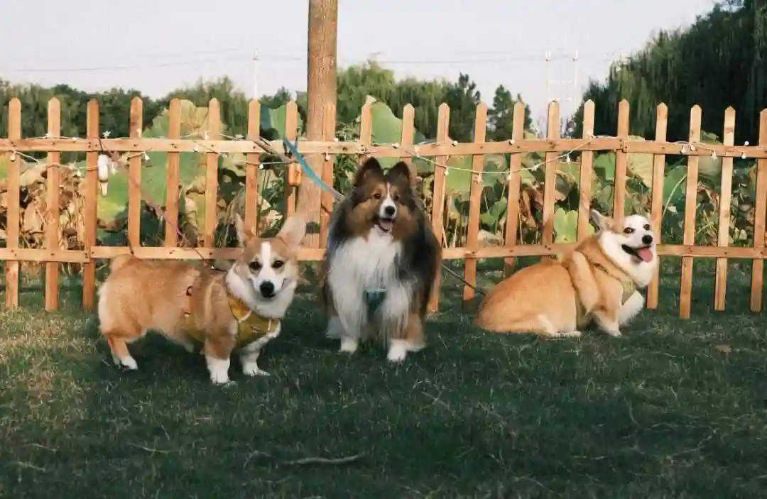 遛狗“捡”咖啡馆，95后情侣在海盐创业