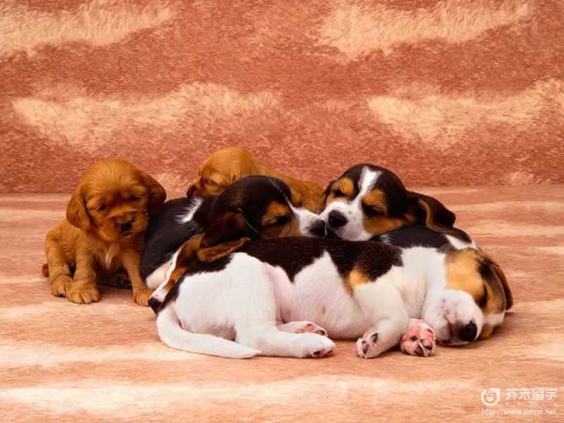 注意！新西兰移民局发布学签、毕业工签重要更新！