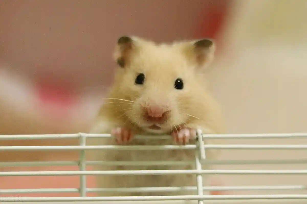 仓鼠为什么拉稀还拉血